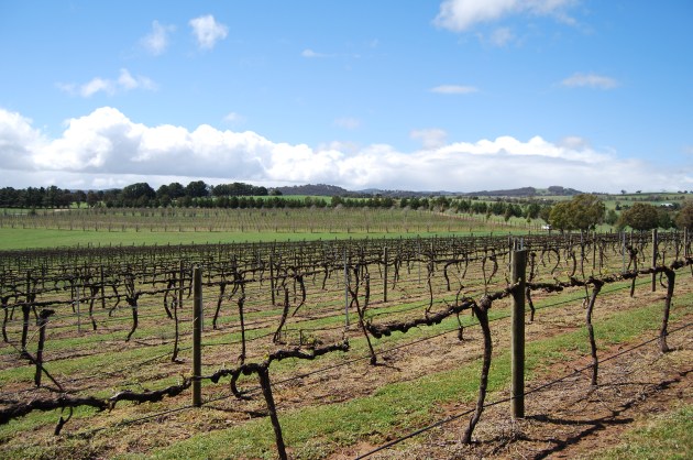 There are splendid vineyards in the Capital Country to Visit