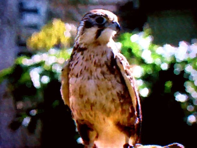 The Little Falcon hunts small birds and animals