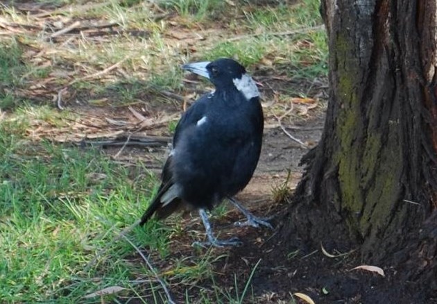 Because of their long legs, Australian Magpies can walk, unlike other birds that hop.