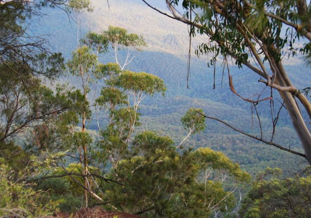 View of Jamison Valley in the Blue Mountains with its millions of Eucalypt Trees