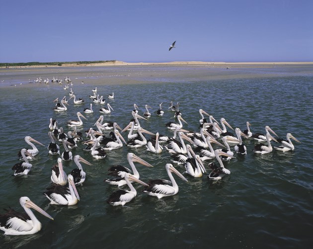 Pelicans of the Central Coast, NSW