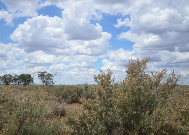 The dense Desert Scrubland of Yanga National Park