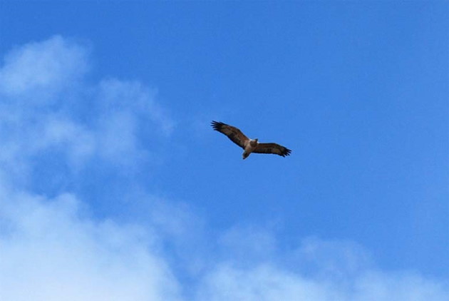  This Sea Eagle inhabits Bournda National Park