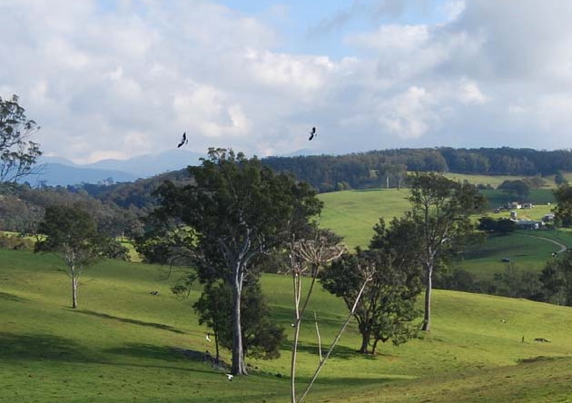 Magpies in flight, Bega Valley NSW.
