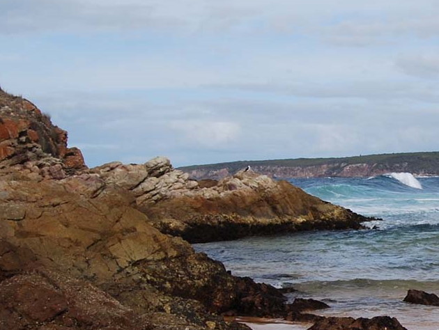 Penguins, King Fishers, dolphins and seals can be seen along the NSW South Coast.