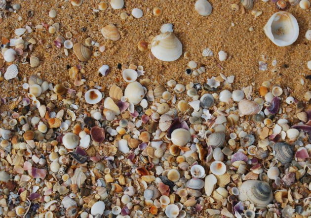 Sea Shells - some new, others many millions of years old mix with reddish sands of the South Coast of NSW.