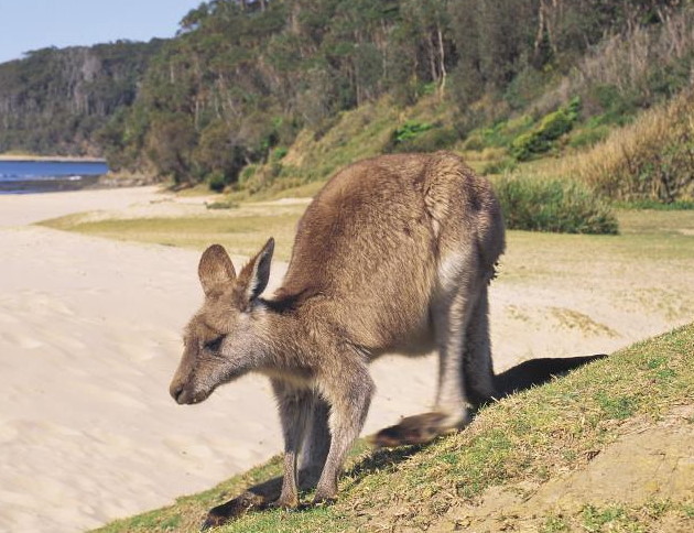 Pebbly Beach at Murramarang National Park: Kangaroos, Wallabies, Lorrikeets, Rosellas, Cockatoos, Parrots and seabirds abound.