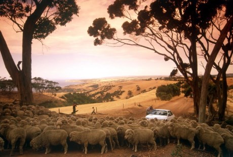 Taking a self drive tour on Kangaroo Island is one way to view this place