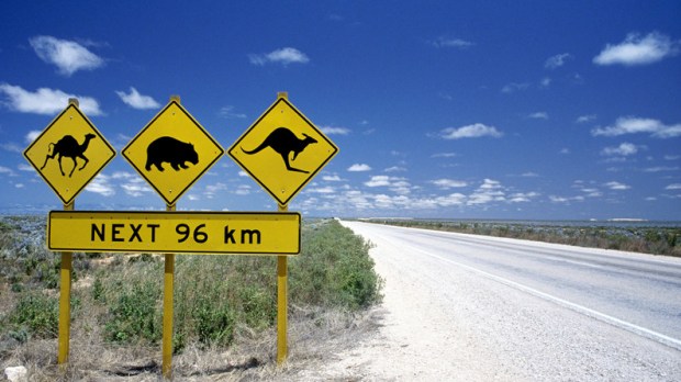 On the Road in Australia: Kangaroo Sign with Wombats and Camels for the next 96km