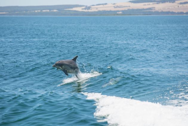 Dolphin Cruise with Kangaroo Island Marine Adventures