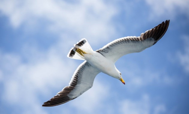 Mull Gull of the Neptune Islands: Photo Greg Snell Tourism Australia