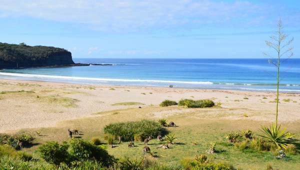 Kangaroos on the Beach, NSW South Coast