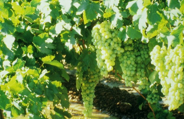 Grapes On The Vine - Mildura